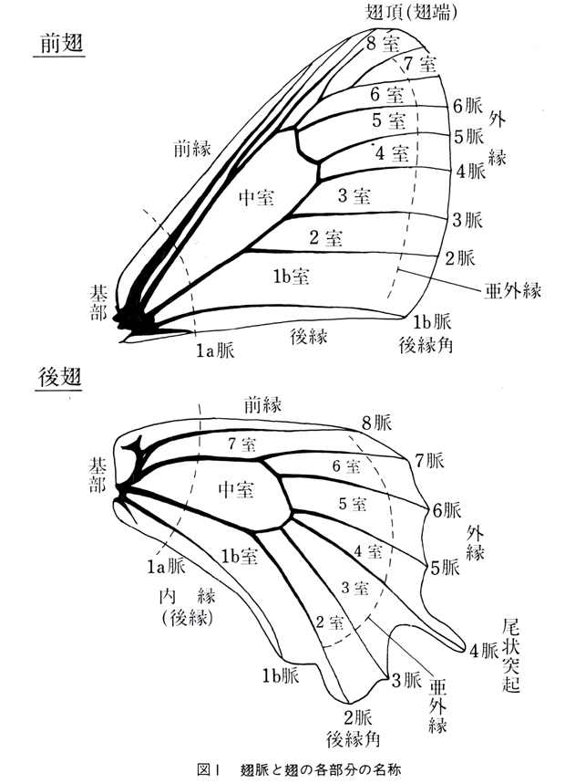 解説中にひんばんに出る翅の各部の名称を示す解説図を下記にあげる。