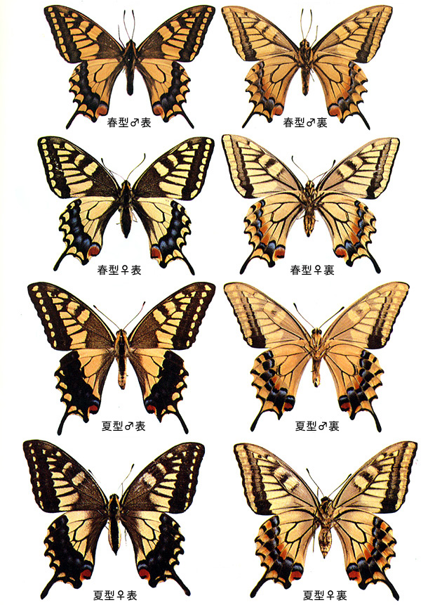 【珍品】キアゲハ（メス、チベット産） 珍品】キアゲハ（メス、チベット産） 08013.jpg