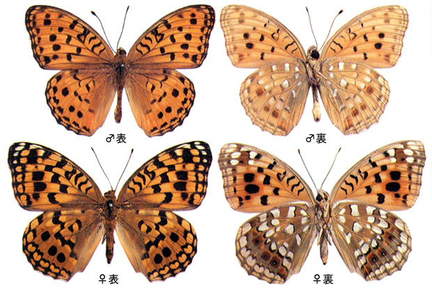 k*3様 オオウラギンヒョウモン等 日本産蝶標本 21種 59頭 大型ドイツ箱