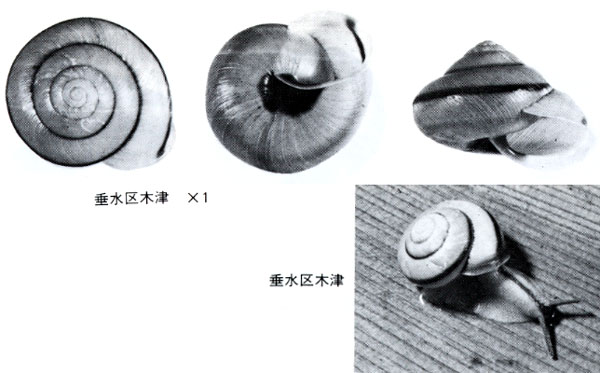 クチベニマイマイ　カタツムリ　マイマイ　貝殻　標本 02022.jpg