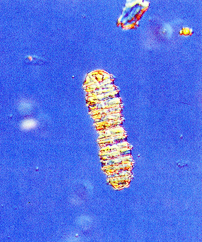 神戸の自然シリーズ11 神戸港のプランクトン