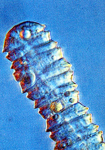 神戸の自然シリーズ11 神戸港のプランクトン