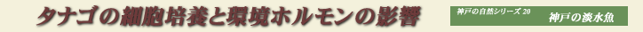 �^�i�S�̍זE�|�{�Ɗ��z�������̉e��