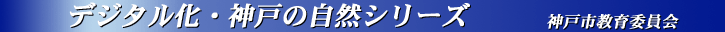 �f�W�^�����_�˂̎��R�V���[�Y